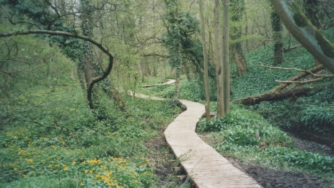 Winding path through a wood